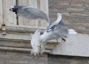 gaviota-ataca-palomas-vaticano